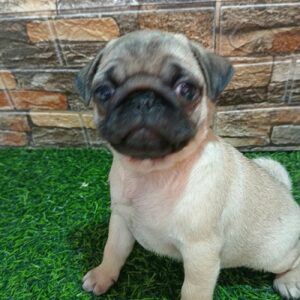 Mops, žensko štene Slika 4