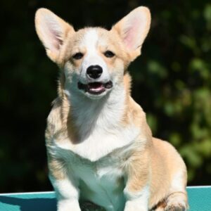 Velski korgi/Welsh Corgi Pembroke štenci Slika 3 Velski korgi/Welsh Corgi Pembroke štenci Slika 3