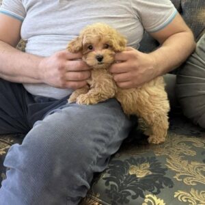 Maltipoo vrhunske genetike Slika 5