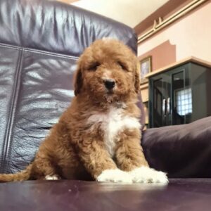 Labradoodle F1b preslatki štenci Slika 5 Labradoodle F1b preslatki štenci Slika 5