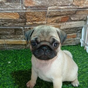 Mops, žensko štene Slika 5