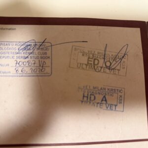 Štenci velike kraljevske pudle Slika 5 Štenci velike kraljevske pudle Slika 5