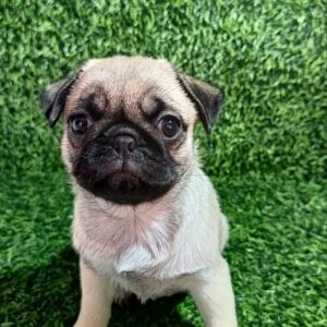 Mops, žensko štene Slika 6