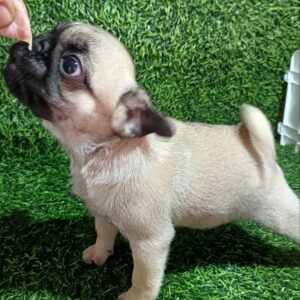 Mops, žensko štene Slika 7