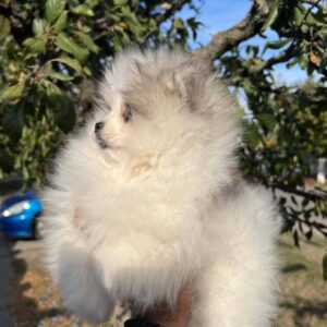 Pomeranci štenci vrhunskog kvaliteta Slika 4 Pomeranci štenci vrhunskog kvaliteta Slika 4