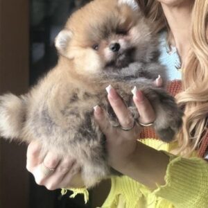 Pomeranski špic,Pomeranac,Pomeranian,Boo štenci Slika 3