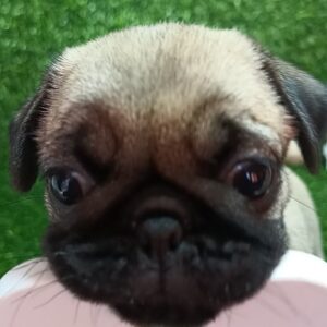 Mops, žensko štene Slika 8