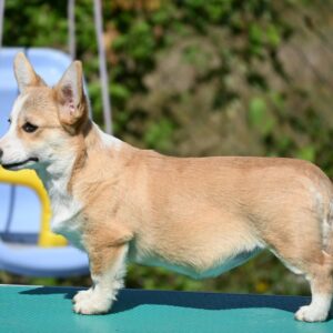 Velski korgi/Welsh Corgi Pembroke štenci Slika 2 Velski korgi/Welsh Corgi Pembroke štenci Slika 2