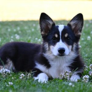 Velski korgi/Welsh Corgi Pembroke štenci Slika 2