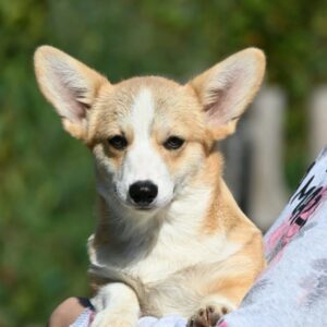 Velski korgi/Welsh Corgi Pembroke štenci Slika 5 Velski korgi/Welsh Corgi Pembroke štenci Slika 5