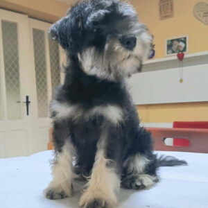 Patuljasti šnauceri Slika 4 Patuljasti šnauceri Slika 4