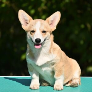 Velski korgi/Welsh Corgi Pembroke štenci Slika 6 Velski korgi/Welsh Corgi Pembroke štenci Slika 6