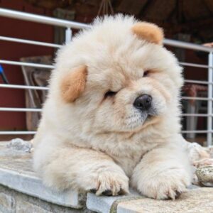 Krem Chow Chow štenci Slika 2 Krem Chow Chow štenci Slika 2