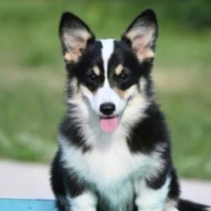 Velski korgi/Welsh Corgi Pembroke štenci Slika 3