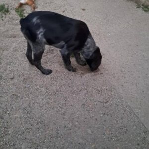 Epanjel Breton štenad Slika 5 Epanjel Breton štenad Slika 5