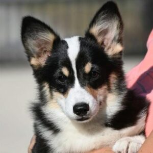 Velski korgi/Welsh Corgi Pembroke štenci Slika 4