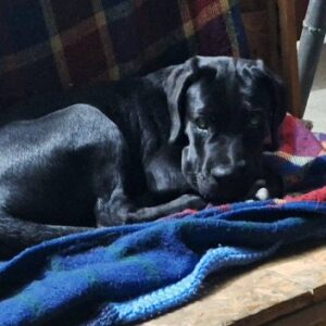 Cane Corso mlad pas Slika 2 Cane Corso mlad pas Slika 2
