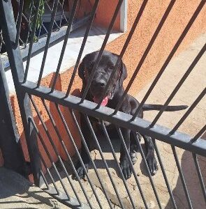 Cane Corso mlad pas Slika 3 Cane Corso mlad pas Slika 3
