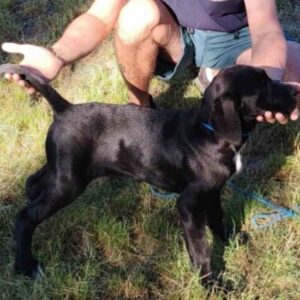Cane Corso mlad pas Slika 4 Cane Corso mlad pas Slika 4