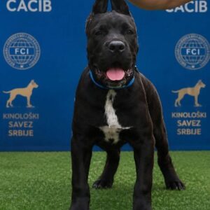 Cane Corso mlad pas Slika 5 Cane Corso mlad pas Slika 5