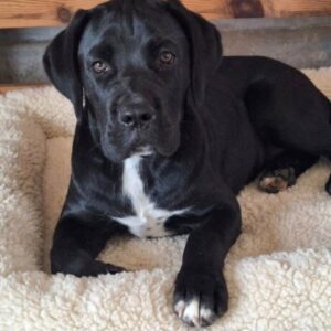 Cane Corso mlad pas Slika 6 Cane Corso mlad pas Slika 6