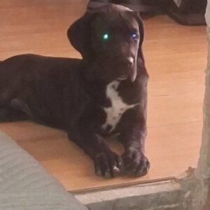 Cane Corso mlad pas Slika 8 Cane Corso mlad pas Slika 8