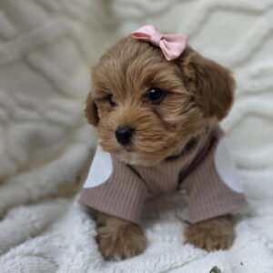 Maltipoo nove bebe Slika 2