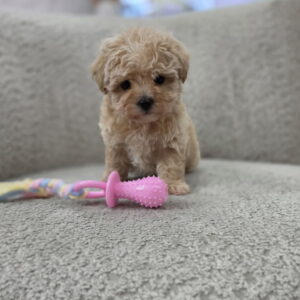 Maltipoo nove bebe Slika 3