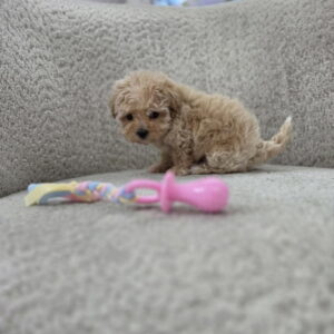 Maltipoo nove bebe Slika 4