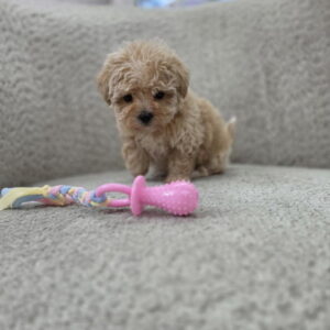 Maltipoo nove bebe Slika 5