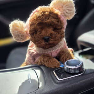 Nove bebice toy I mini pudle Slika 5