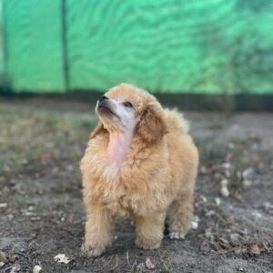 Patuljasta pudla štenci Slika 3 Patuljasta pudla štenci Slika 3