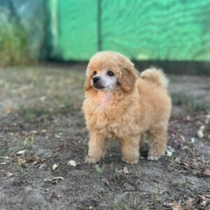Patuljasta pudla štenci Slika 4 Patuljasta pudla štenci Slika 4