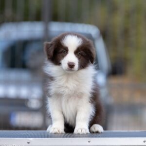 Border Collie štenci Slika 2
