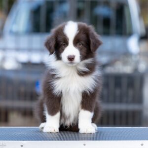 Border Collie štenci Slika 3