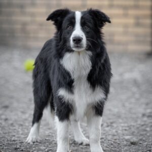 Border Collie štenci Slika 5