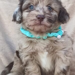 Maltipu – Maltipoo prelepi štenci Slika 2 Maltipu – Maltipoo prelepi štenci Slika 2