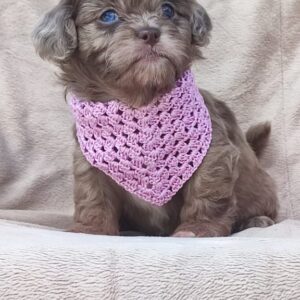 Maltipu – Maltipoo prelepi štenci Slika 3 Maltipu – Maltipoo prelepi štenci Slika 3