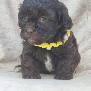 Maltipu – Maltipoo prelepi štenci Slika 4 Maltipu – Maltipoo prelepi štenci Slika 4