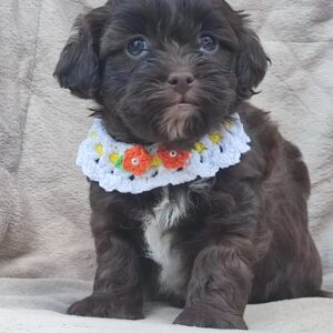 Maltipu – Maltipoo prelepi štenci Slika 5 Maltipu – Maltipoo prelepi štenci Slika 5