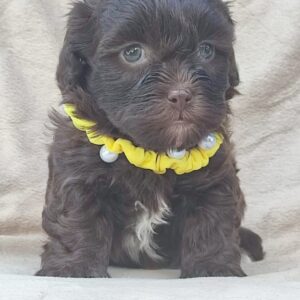 Maltipu – Maltipoo prelepi štenci Slika 6 Maltipu – Maltipoo prelepi štenci Slika 6