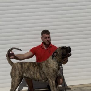 Presa Canario ženka Slika 2