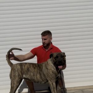 Presa Canario ženka Slika 3