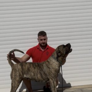 Presa Canario ženka Slika 4