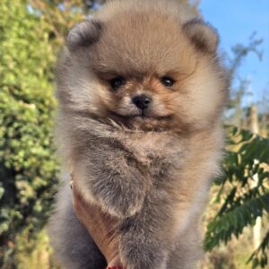 Pomeranac Boo štenci Slika 2 Pomeranac Boo štenci Slika 2