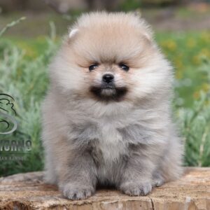 Pomeranac Boo štenci Slika 3 Pomeranac Boo štenci Slika 3