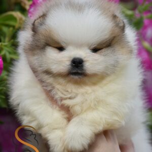 Pomeranac Boo štenci Slika 5 Pomeranac Boo štenci Slika 5
