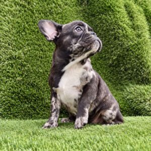 Francuski Buldog PRELEPI štenci Slika 2 Francuski Buldog PRELEPI štenci Slika 2