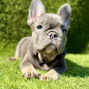 Francuski Buldog PRELEPI štenci Slika 4 Francuski Buldog PRELEPI štenci Slika 4