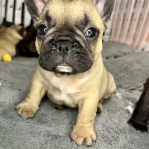 Francuski Buldog PRELEPI štenci Slika 5 Francuski Buldog PRELEPI štenci Slika 5